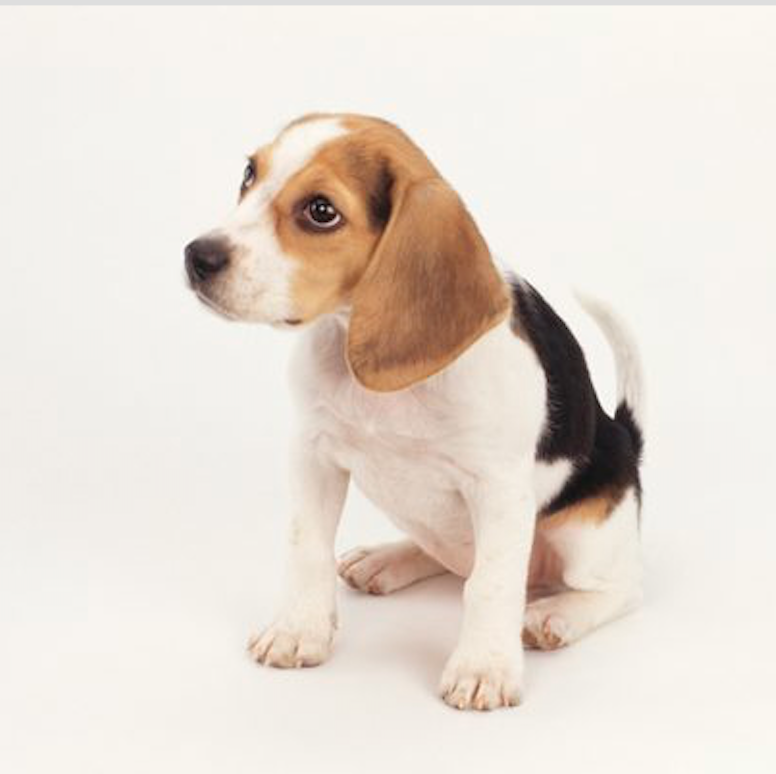 reluctantbeagle